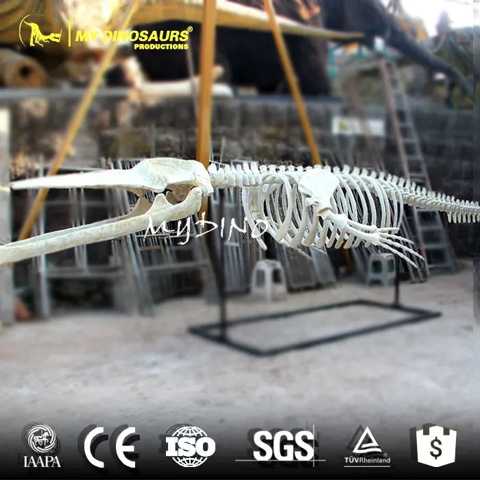 Whale-skeleton.jpg