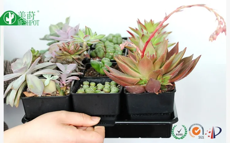 Square root control succulent plastic flower pot with tray nursery pot
