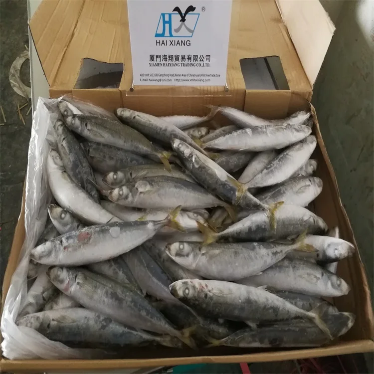 Good Price Fresh Frozen Mackerel Fish 10kg For Sale Buy Frozen