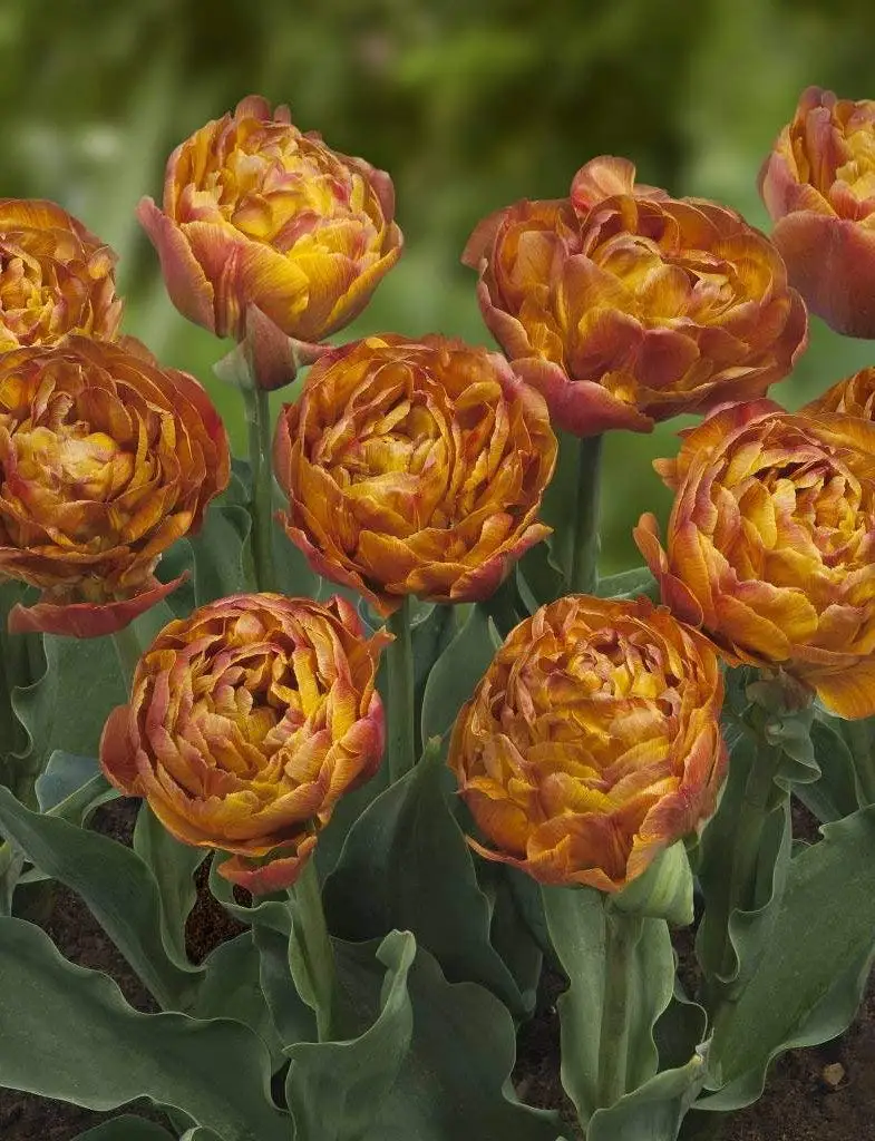 Cheap Tulip Bulbs Price, find Tulip Bulbs Price deals on line at