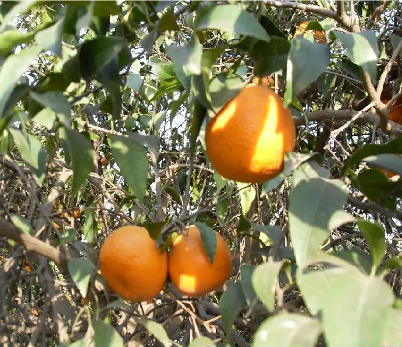 Mandarin2.jpg