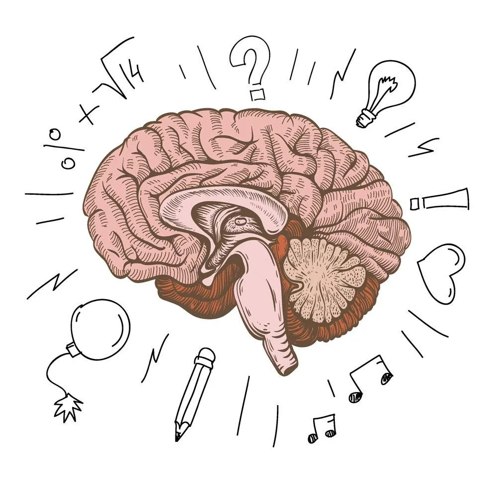 Человеческий мозг с нарисованным членом