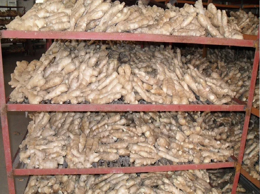air dried ginger 1
