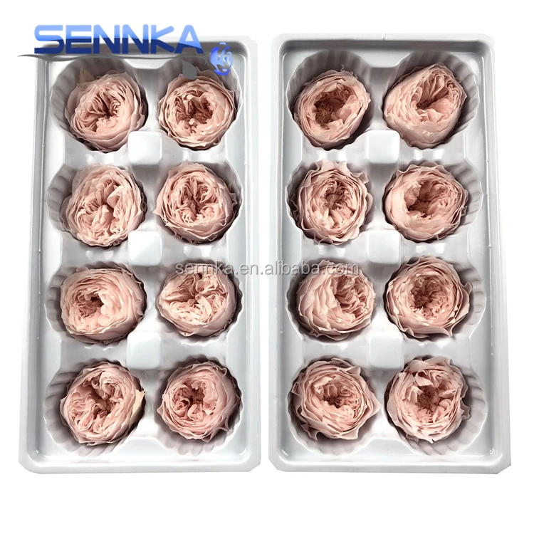 preserved rose 0816 (69)