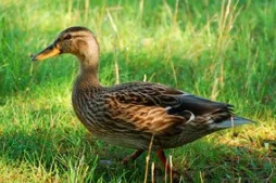 Export  size  Diameter  2.0mm/2.5mm/ 2.75mm/ 3.0mm tungsten  pellets /shot