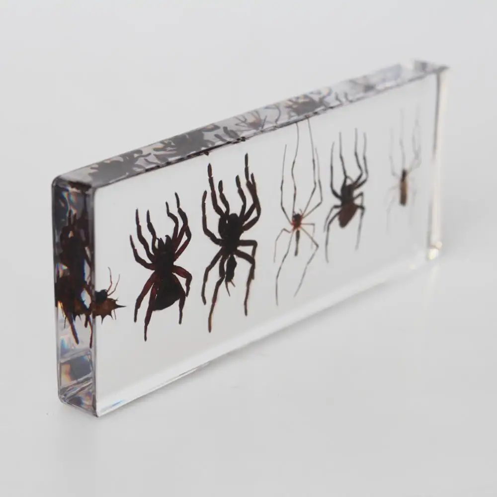 Wholesale 6 Kinds Of Real Spider Preserved Biological Specimens For