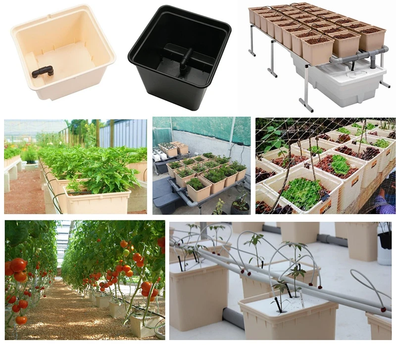 Hydroponics Dutch Buckets Growing Bato System