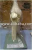 Model of Knee Joint
