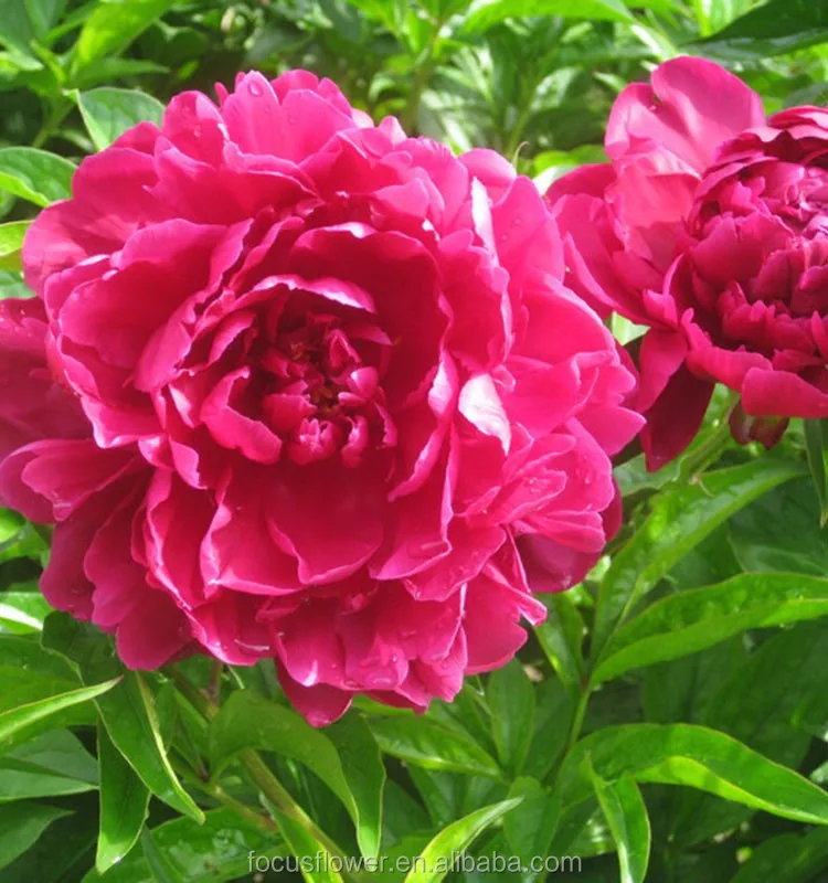 Import Natural Flowers Peony Cut Fresh Flower From Yunnan - Buy Peony ...