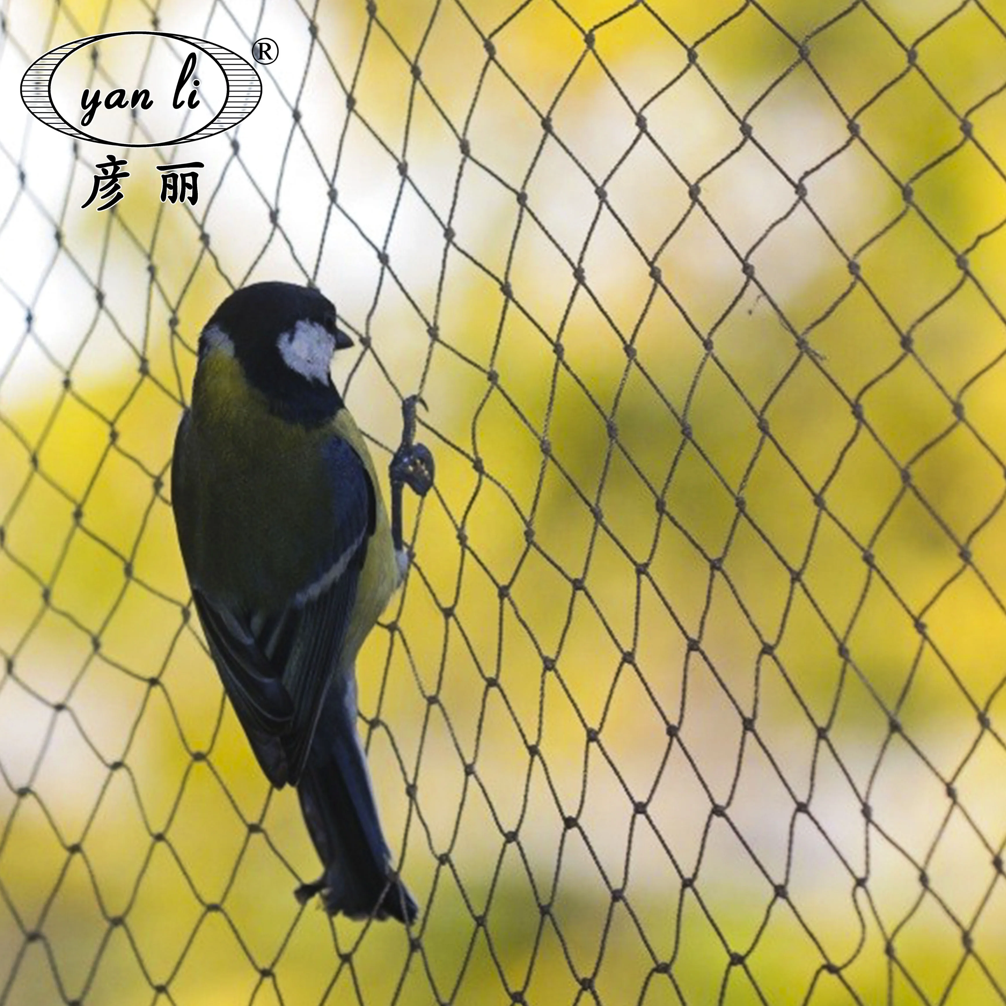 bird net 13.jpg