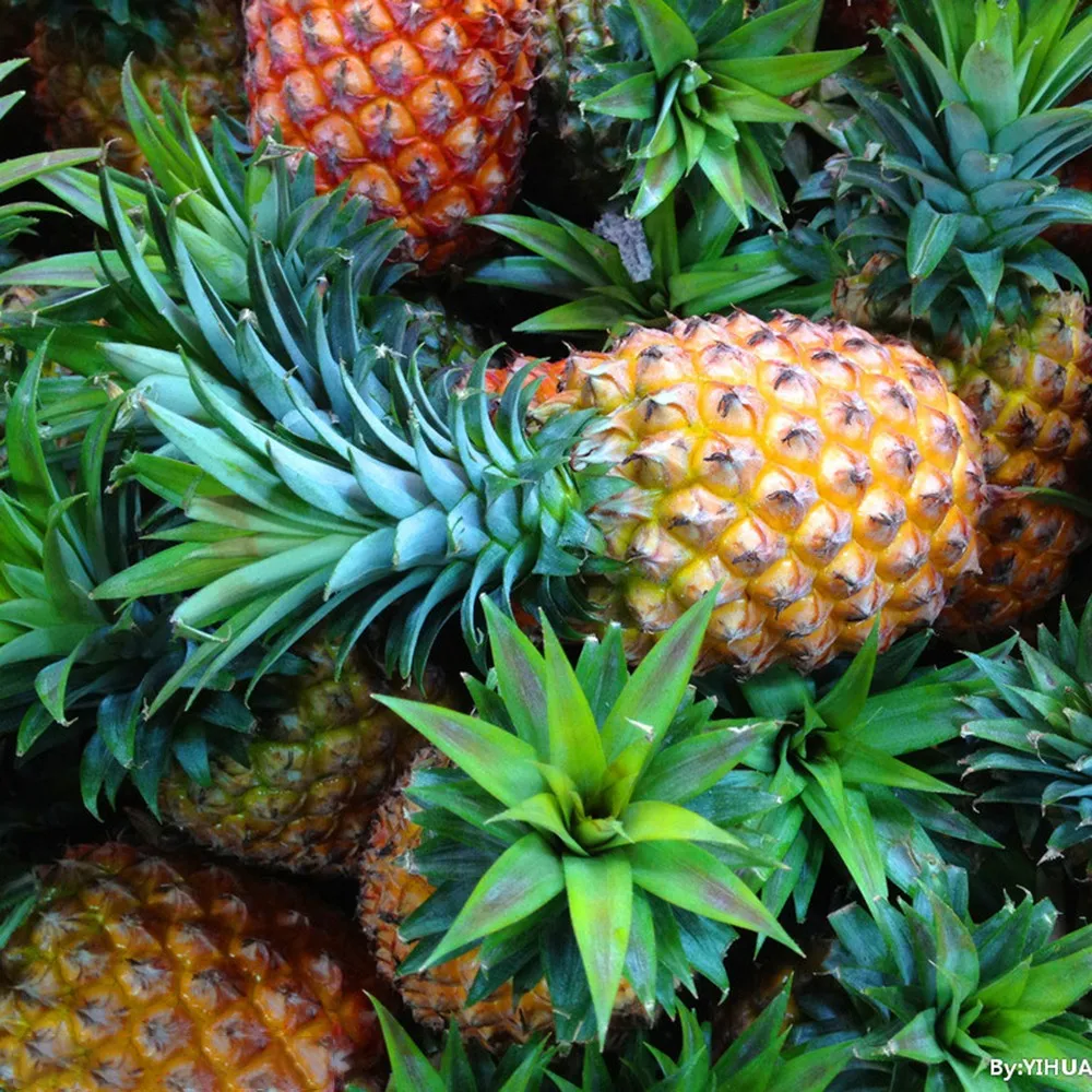 Hot Sale Pineapple Fruit Seedling Ananas Comosus Buy