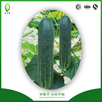 High Temperature Tolerance Chinese Cucumber Cuke Seeds - Buy Chinese ...