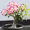 Adenium flower desert rose bonsai