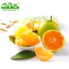 Chinese factory wholesale canned food orange segments