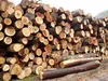 Tan Ha acacia wood logs