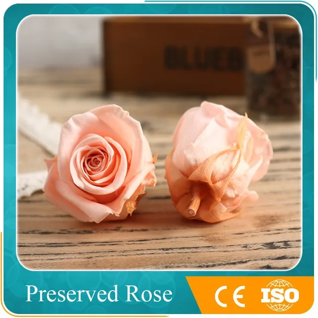 rose beige flower