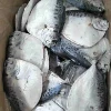 Moon Fish For Indonesia Frozen Seafood Market