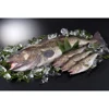 Hot Selling Fresh Frozen Pacific Cod 600g Up With Wholesale Price