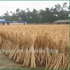 Factory direct sales eucalyptus tree price for broom mop or garden tools