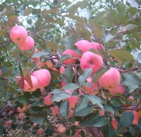 apple-fuji on tree.jpg