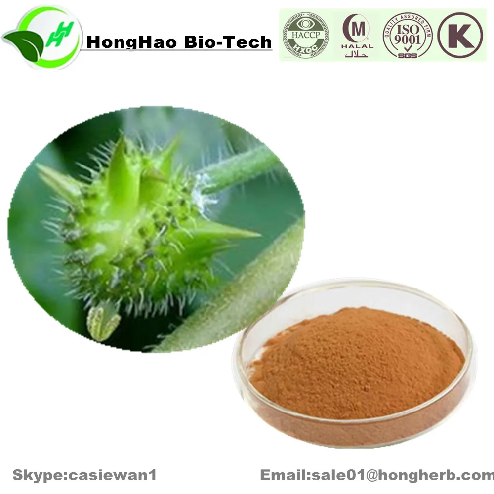 Certificated Iso & Kosher Tribulus Terrestris Fruit Extract 90saponins
