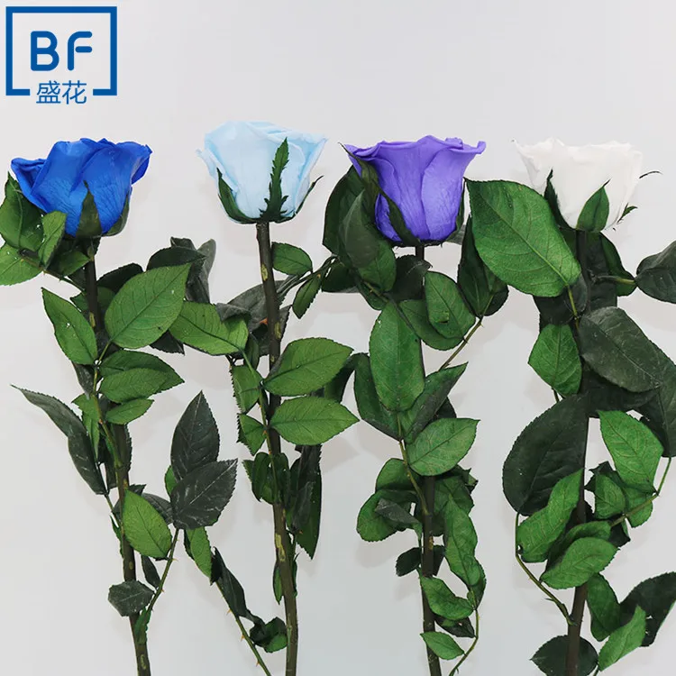 5-6cm roses buds with stems