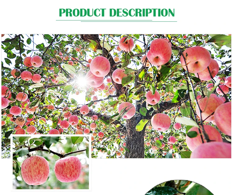 Chinese Fresh Fruits Red Delicious Fuji Apples With Competitive Price