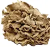 Natural dried Dancing Mushroom, Grifola, Hen of the Woods, Shelf Fungi for food