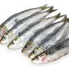 Lower price wholesale price frozen seafood sardine fish for bait on sale