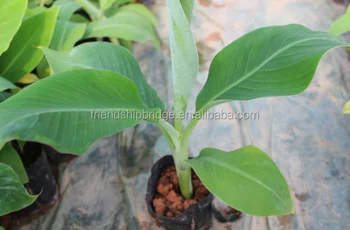 Banana Trees Seedling Nursery Banana Trees Seedling Nursery