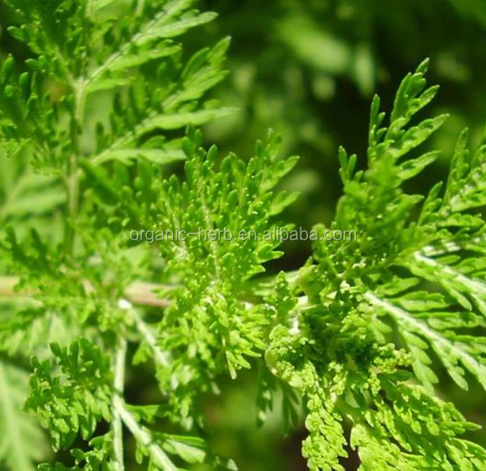 Sweet On Ekstrak Minyak Tanaman Ekstrak 100 Murni Alami Artemisia Buy Sweet On Ekstrak Minyak Tanaman Ekstrak 100 Murni Alami Artemisia Product On Alibaba Com