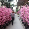 artificial table blossom tree for decoration wedding
