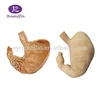 Human plastinated specimen human body anatomy model stomach model