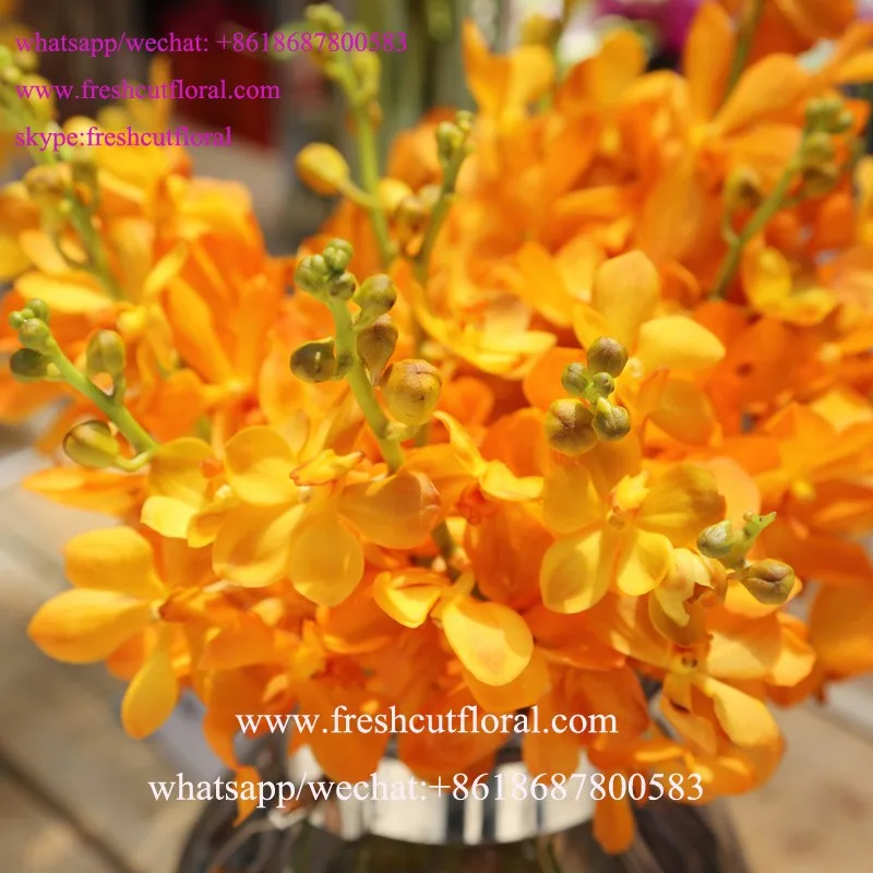 Freshcutfloral Is Alibaba Best Wholesale Orchid Flower Information And Beautiful Rose Flower