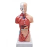 28cm Height Human Anatomical Torso Model