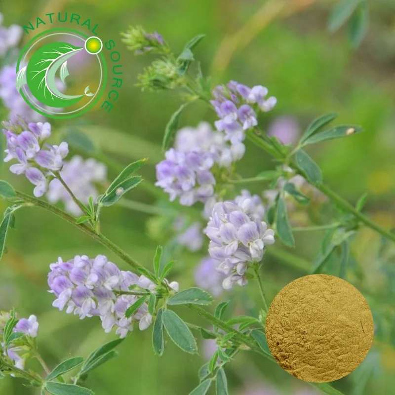 Chinese Herb Natural Medicago Sativa Plant Alfalfa Saponins Extract