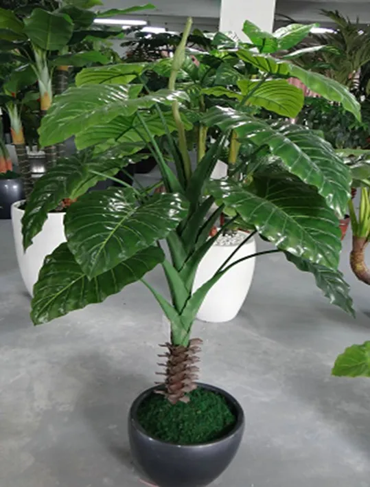 New Arrival Large Leaf Indoor Plants For Decoration 2014