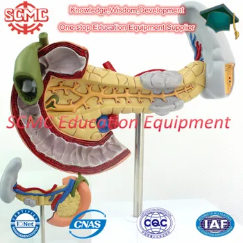 Se32785 Digestive System Labeled Model Pancreas Model With Gallbladder