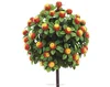 Orange Christmas Tree Decorations Orange fruit trees