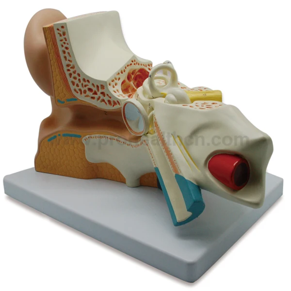 PH03-019 Medical Anatomical Plastic Inner Ear Model (02)