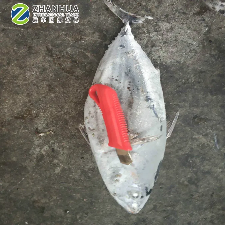 skipjack5