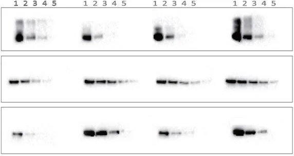 eblot-sub.jpg