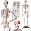 Nature Size Human Plastic Skeleton Model with Hand Painted Muscles and Detailed Numbers 176cm Tall