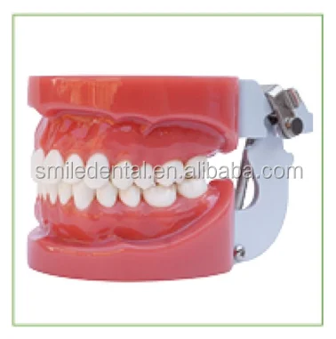 Wholesale-Price-plastic-dental-model-of-teeth.png