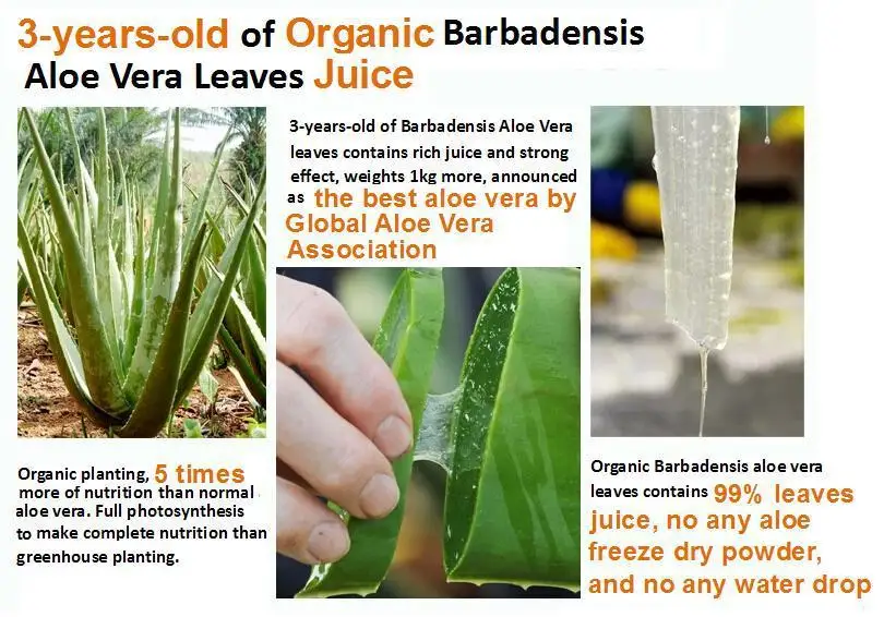 Aloe barbadensis leaf water