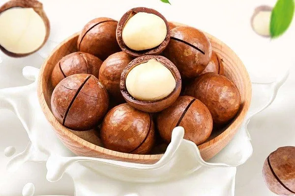 best price top grade healthy food raw macadamia nuts with shell