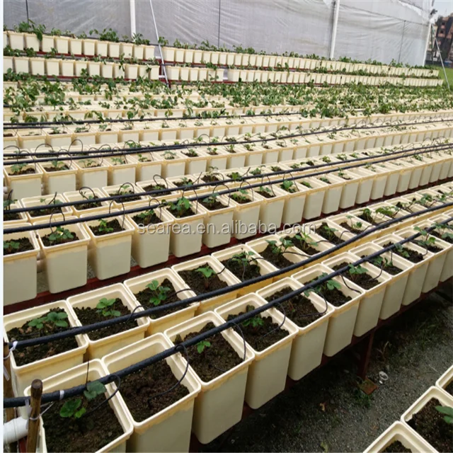 The Dutch Bucket System,Setup And Ready To Have The Tomatoes
