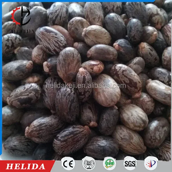 castor seed destoner