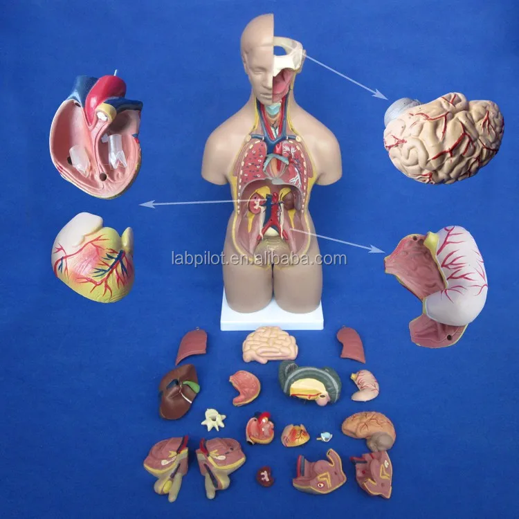 55cm Unisex Torso With Internal Organs 20 Parts Human Torso Anatomy