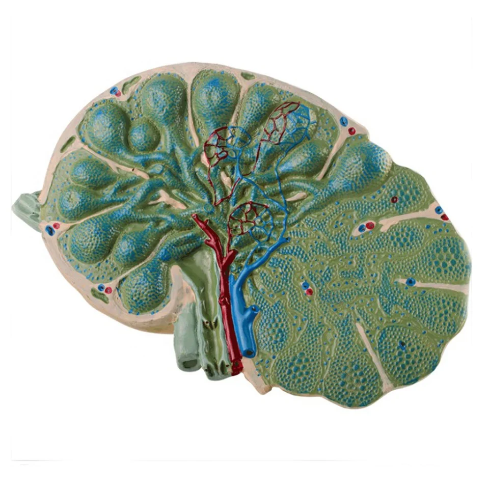 teaching-enlarged-lymph-node-model-for-university-students-buy-biology-teaching-aids-enlarged